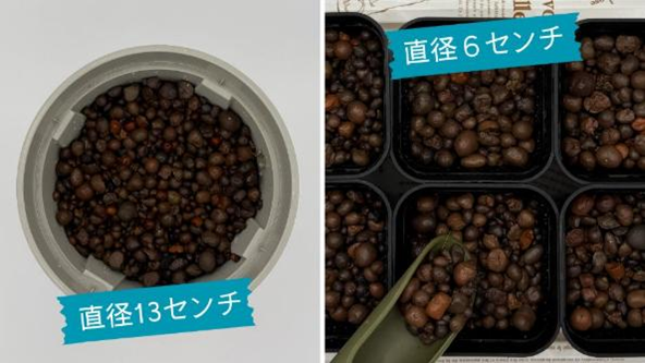 直径6センチと13センチのポットを並べた比較