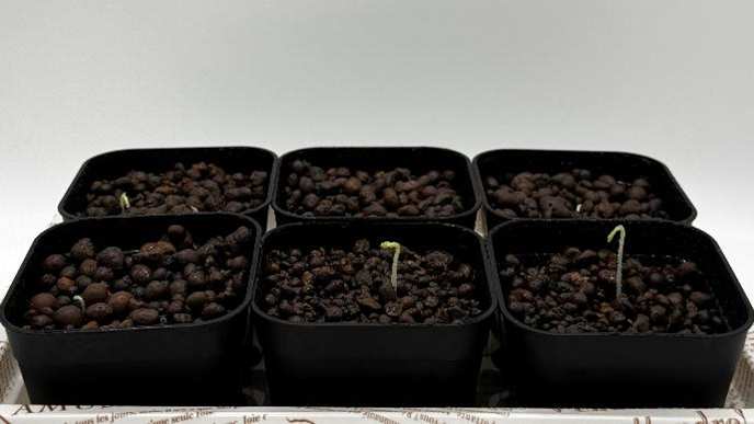 種まき6日目:発芽し始めたスイートピー