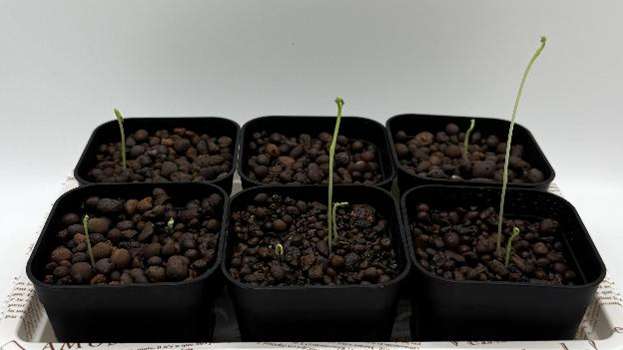 種まき8日目:茎が伸び始めたスイートピー