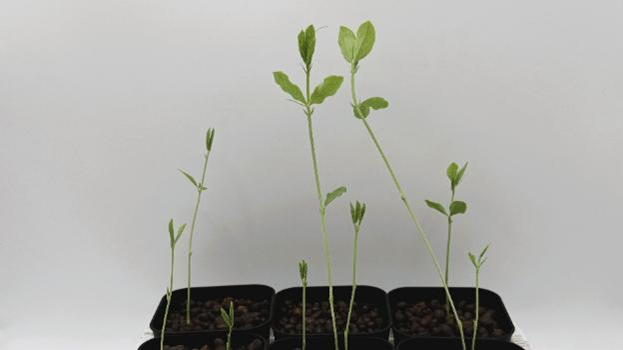 種まき15日目:どんどん成長するスイートピーの苗