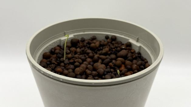 直径13センチのポットから発芽したスイートピー