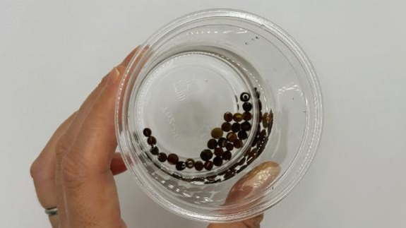 水に浸したスイートピーの種が入ったカップを持っている様子