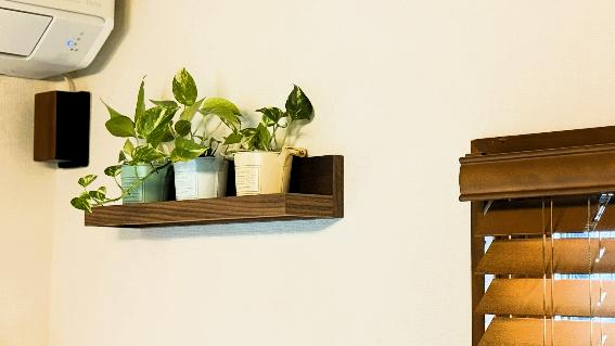 壁に飾られた３つのポトスの鉢植え