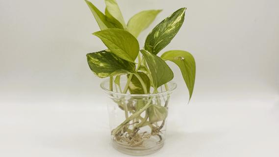 植え付け前のポトス苗