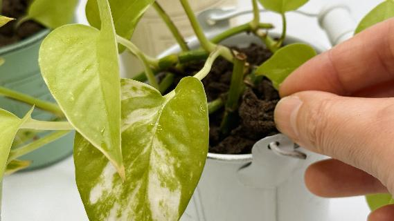 植えこんだポトスの周りに、手でパフカルチップを足している様子