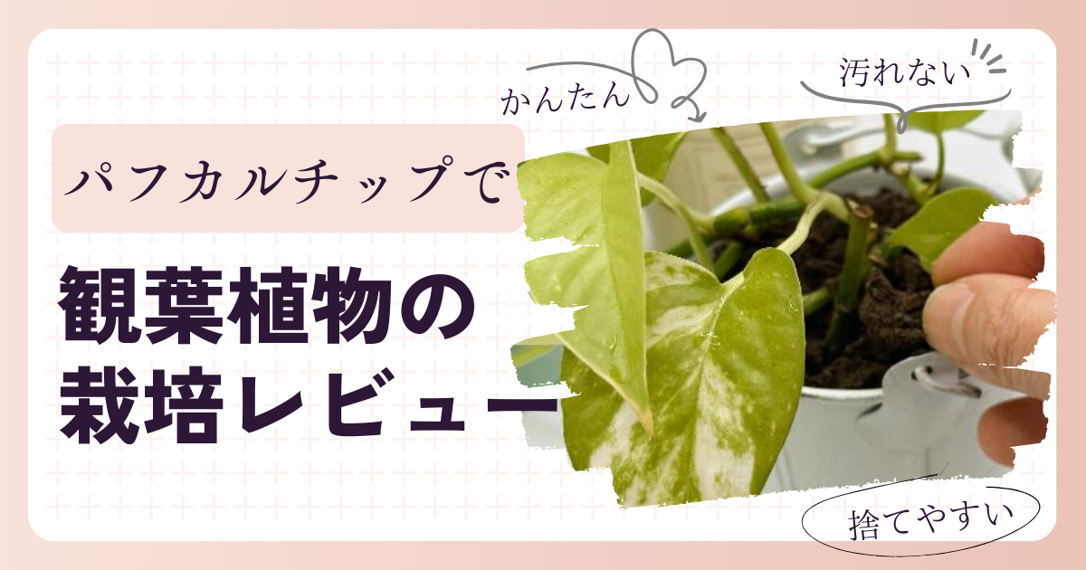 【パフカル】パフカルチップを使った観葉植物の栽培レビュー