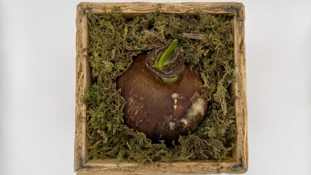 鉢カバーに飾られた発芽前のマジックアマリリス球根