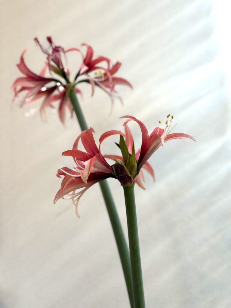 2本の茎が伸びて開花しているマジックアマリリス