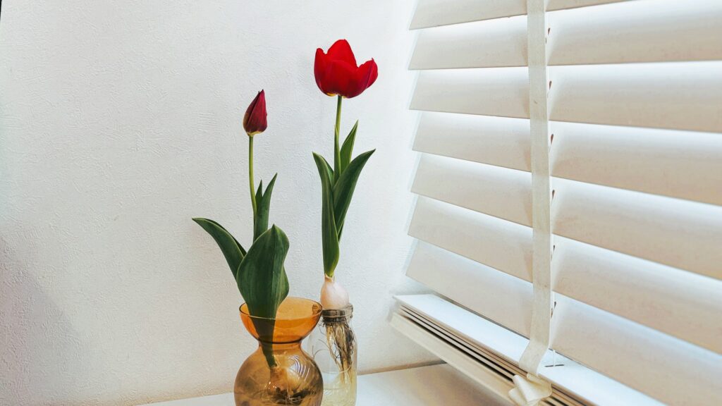 水耕栽培で育てた2本の赤いチューリップ