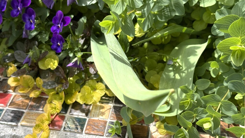 花壇から出てきたチューリップの葉の様子