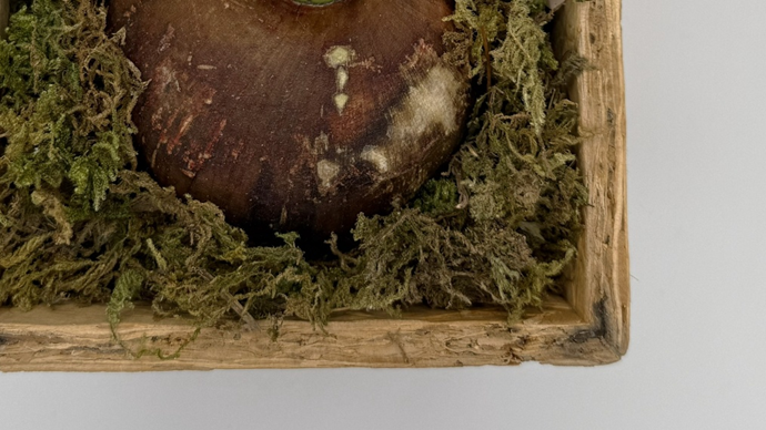 木製の鉢カバーに飾られたマジックアマリリス