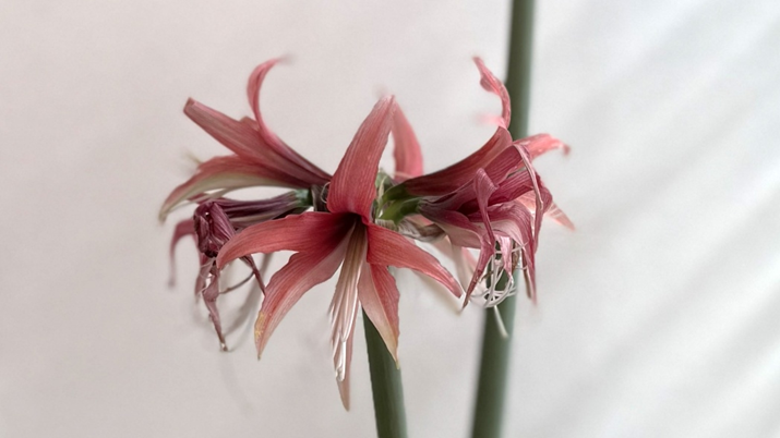 2月13日、花が枯れ始めたマジックアマリリス