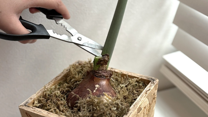 2月26日、茎をハサミで切っている様子