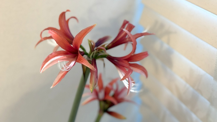 開花したマジックアマリリスの花