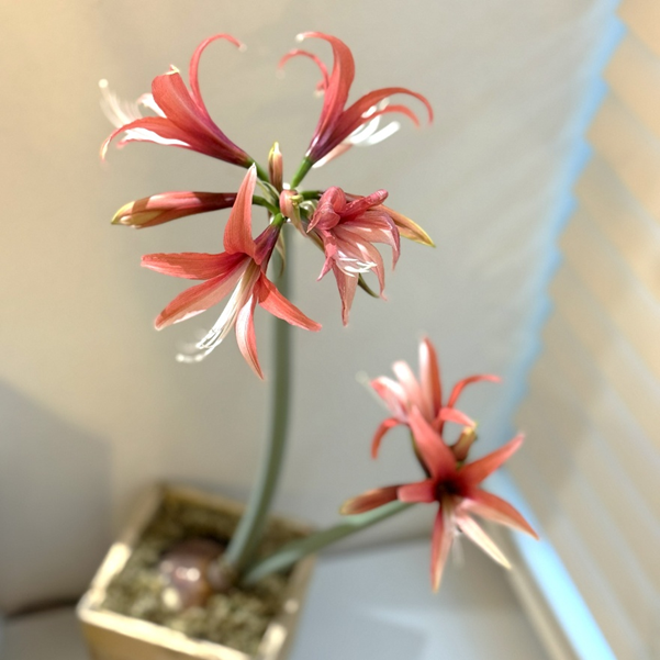 室内に飾られたマジックアマリリス