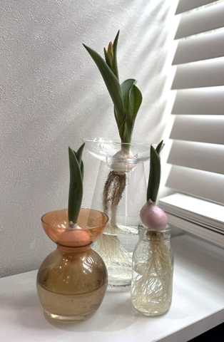 窓辺に並べたチューリップの水耕栽培