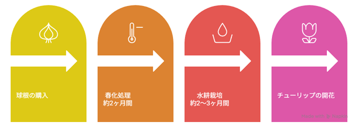 チューリップの水耕栽培の期間を示した図解