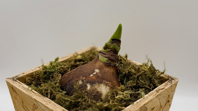 発芽1月1日、芽が出始めたマジックアマリリス