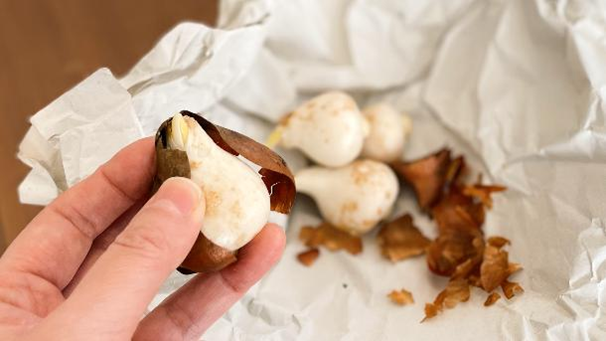 チューリップ球根の茶色い皮をむいている様子