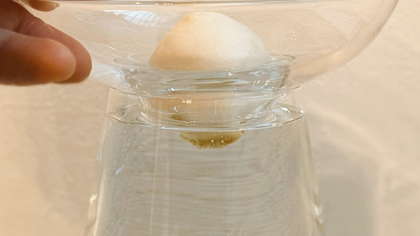 球根の底がわずかに水に触れている状態