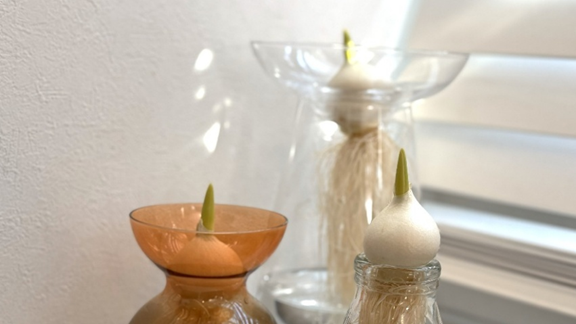 発芽し始めた3つのチューリップ球根