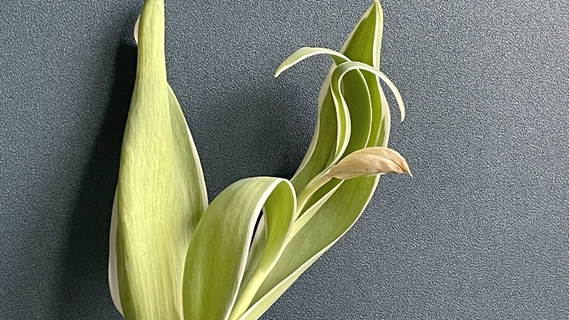 きれいに開花しなかったチューリップの様子