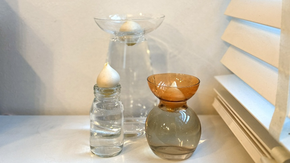 容器にセットした3つのチューリップ球根