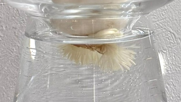 球根から白い根が出始めた様子