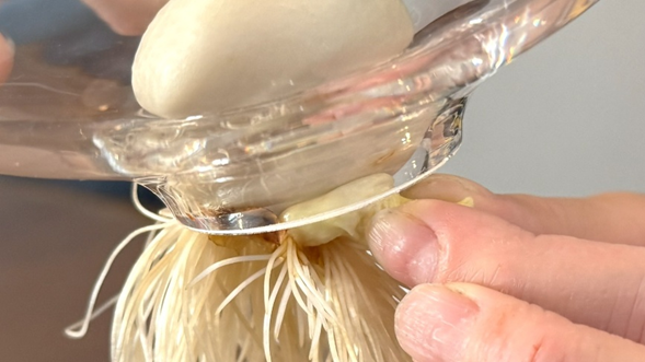 球根の脇芽を手で取り除いている様子