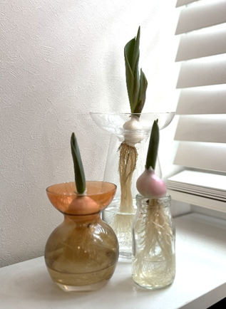 葉が成長している3つのチューリップ