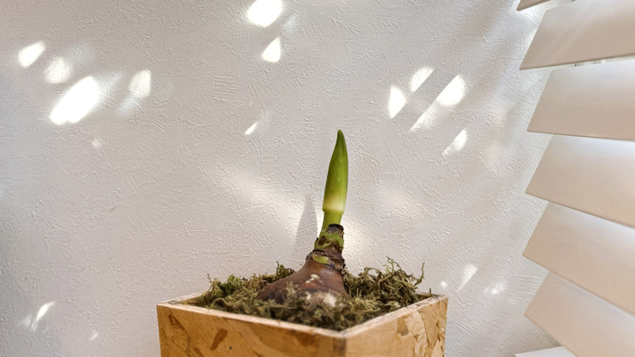 1月5日、芽が伸びてきたマジックアマリリス