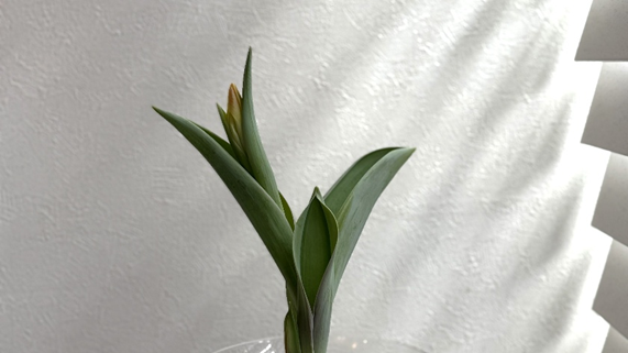 つぼみが見え始めたチューリップ