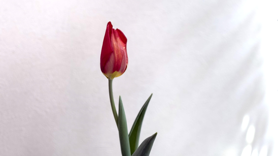 開花した赤いチューリップの花