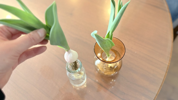 容器からチューリップ苗を取り出している様子