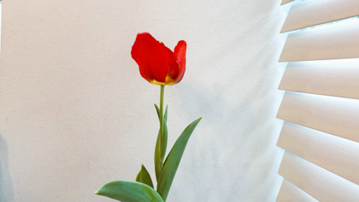 花弁が開き始めた赤いチューリップ