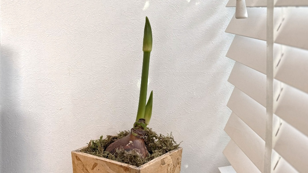 1月11日、2本目が発芽したマジックアマリリス