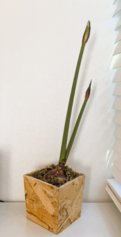 1月23日、つぼみが膨らみ始めたマジックアマリリス