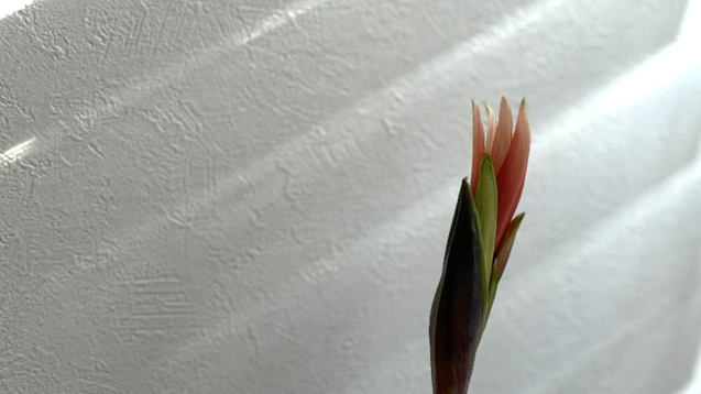 開花直前のマジックアマリリスのつぼみ