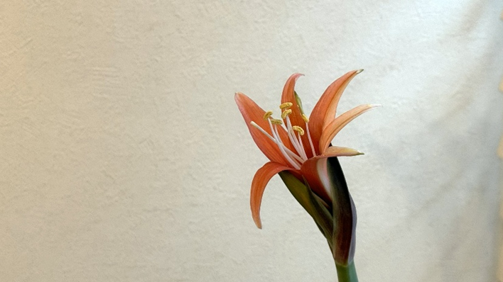 花弁が開き始めたマジックアマリリス