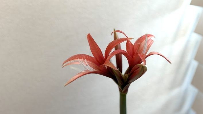 1月29日、開花したマジックアマリリス