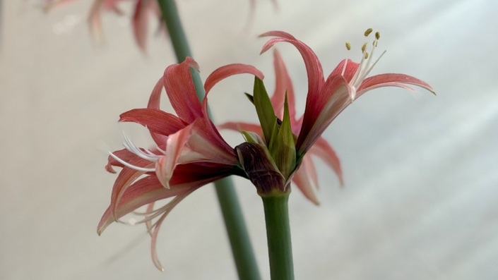 2月3日、2本目の花も開花し始めたマジックアマリリス