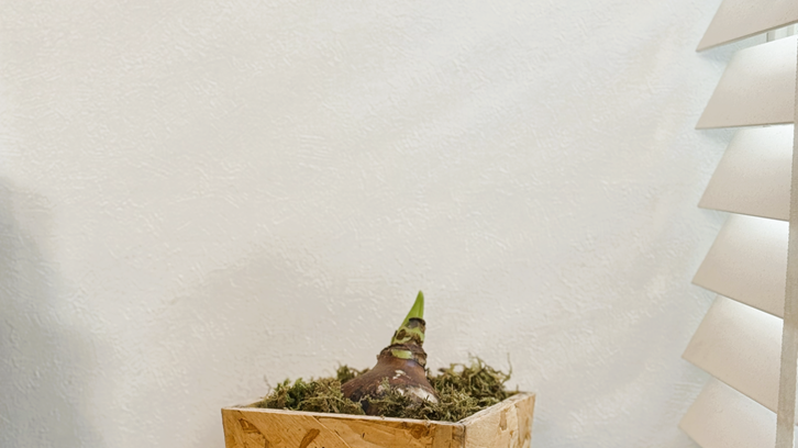 マジックアマリリスの球根から芽が出始めた様子