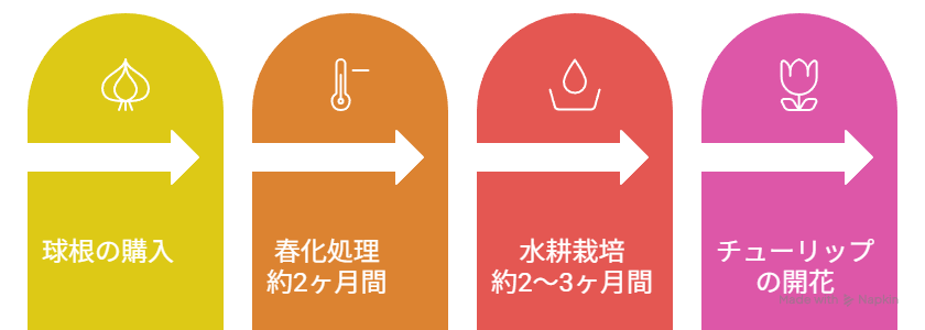 チューリップの水耕栽培の期間を示した図解