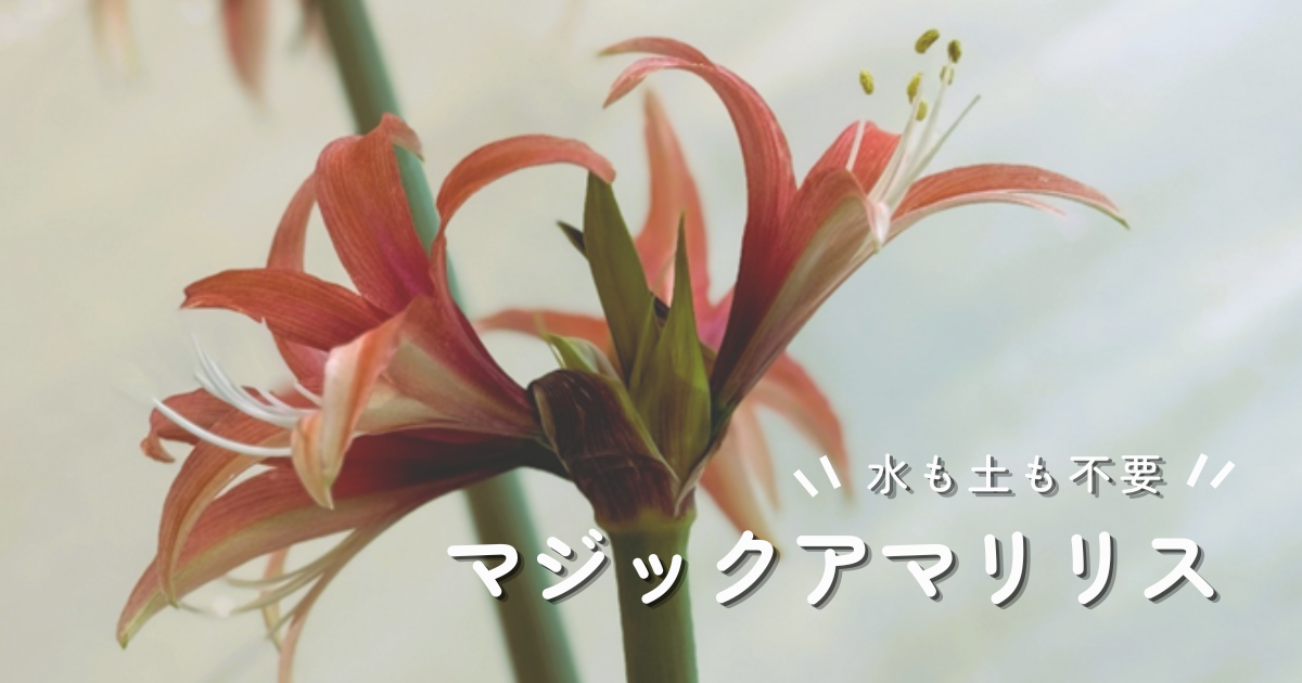 マジックアマリリスの育て方｜水やり不要でお部屋に彩りをプラス！
