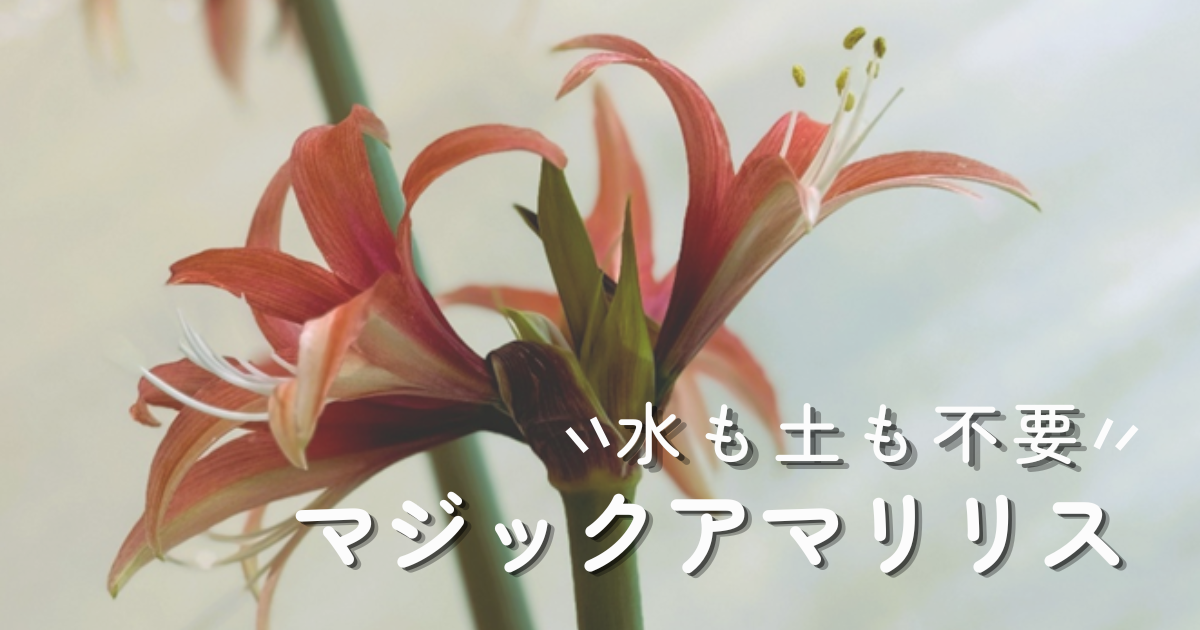 開花した薄紅色のマジックアマリリスの花