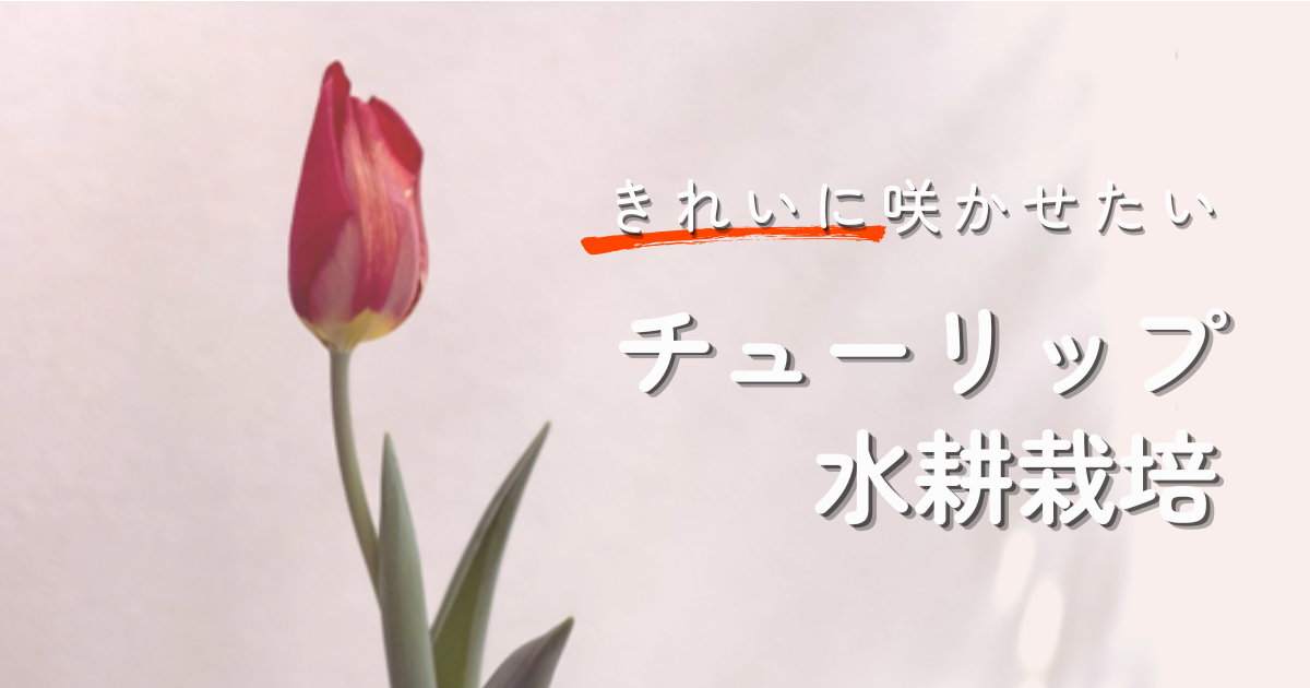 チューリップ水耕栽培のはじめ方｜室内できれいに開花させるコツと失敗対策