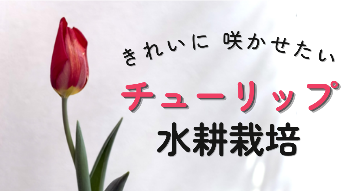 チューリップ水耕栽培のはじめ方｜室内できれいに開花させるコツと失敗対策