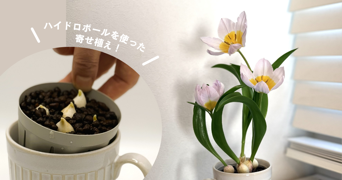 ハイドロボールで寄せ植えしたチューリップ