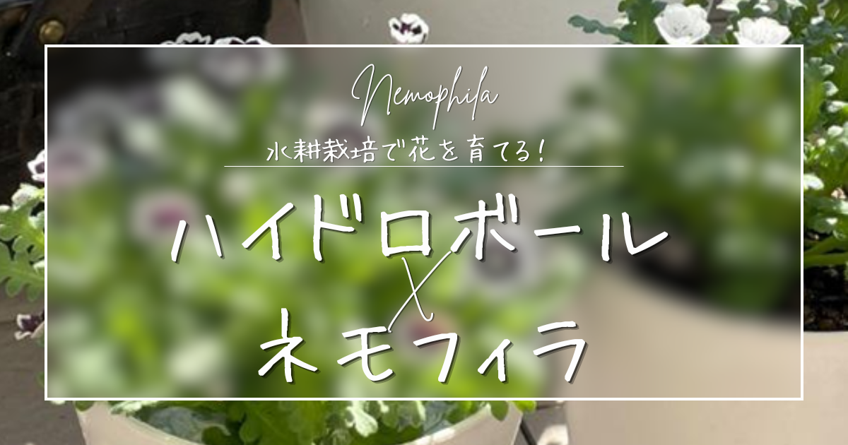 土の処分がいらない！ハイドロボールで挑むネモフィラの水耕栽培
