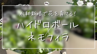 土の処分がいらない!ハイドロボールで挑むネモフィラの水耕栽培
